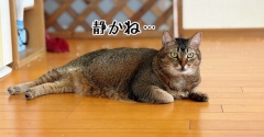つわものどもが夢の跡…