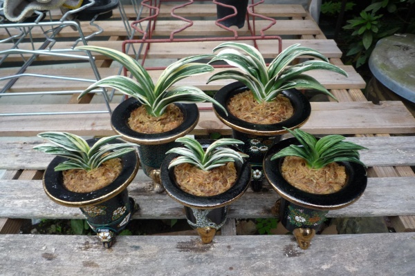 万年青 神奈川県支部の有志 - 2013年10月