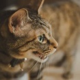 Ｘ民「生活保護費が月13万円くらい。　家賃53,000円、猫の飼育代15,000円を払ったら、残りはたった62,000円。　これでどうやって生きていけばいいの？」