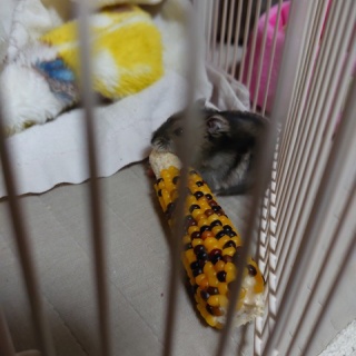 ハムスターと楽しく過ごす方法