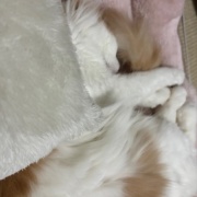 不機嫌になる理由は猫も人間も同じかも