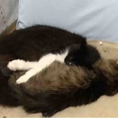 夢で逢いたい