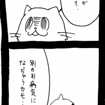 ドワーフキャットタオルちゃん47