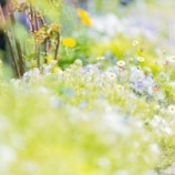 『困った家族』の画像