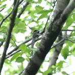 青色鳥撮り