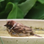 野鳥の観察を都内で