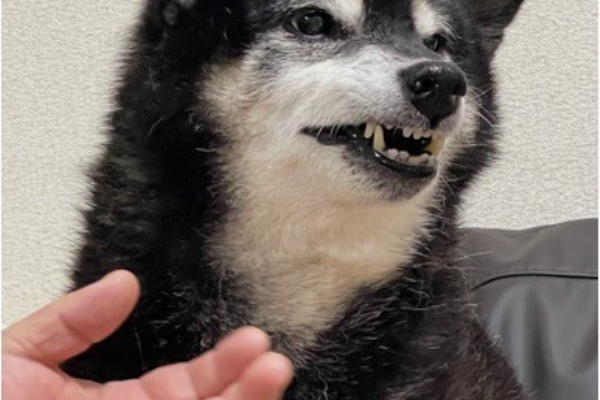 柴犬アトム🌈・黒柴アラレの日々是好日