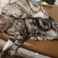 子猫と柴犬