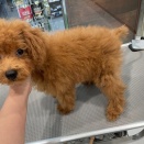 トイプードル(お店の子)　シャンプー　今井