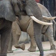媛ちゃんの19歳のお誕生会♪ (2)