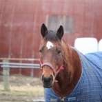 グランデラバーの会