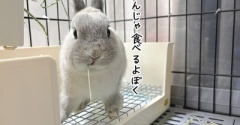 うさぎのルリ(6/22追記)