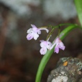 猛暑の山麓で花探し