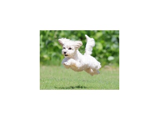 7-14-1　竹内　ふわりちゃん　2歳　南あわじドッグラン・飛行犬撮影所にて