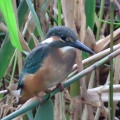 久しぶりにカワセミが来ました🐦‍⬛📸（多々良沼公園）