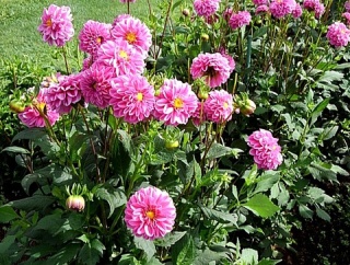 ワイが撮った綺麗な花の写真を貼るから