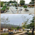 芳春院盆栽日記・76