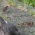 ７月５日　公園スズメ
