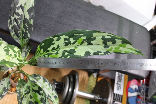 和えびのわっ 誰得 なブログ アグラオネマ