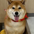 トリミングおたより