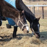 『仲良し』の画像