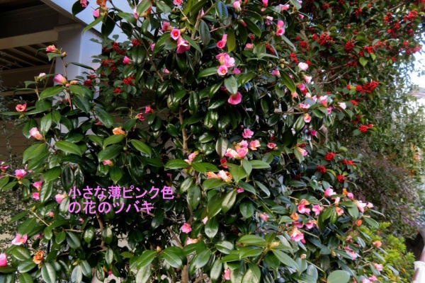 山川草木・動物 歳時記 Ⅱ - 2024年01月