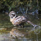 『投稿：高地の水場に来る鳥とトンボ　2024/08/26』の画像