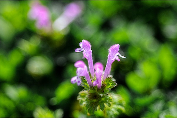 ウーチャンの花暦 花の写真 ホトケノザ