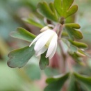 ヒメウズも有毒