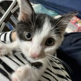 白黒猫たち、勢力を伸ばす　20250930