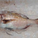 しんちゃんまる日記