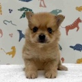 新しいわんちゃんの紹介です🐶