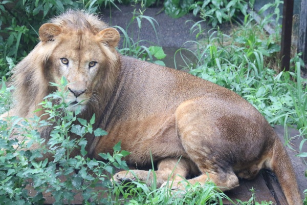 ライオンと旅 旭山 ライオン