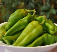 イタリア料理③前菜-7-49.ししとう