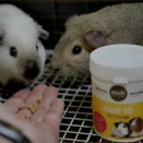 可愛いロシアンスモークモルモットと、彼らも大好きムッキービット。