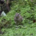 ヤブサメ