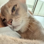 おうちごはんとおかしとねこ