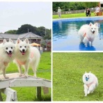 シェビーズのブログ