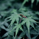 散歩中の草花