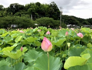 葉月八月。誕生月です。初盆です😓