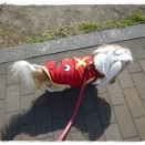 散歩から帰ると。