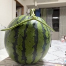 スイカのその後