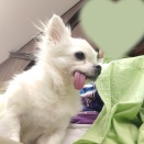 気管虚脱と肺ヘルニア