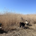 ヨシ刈り体験・配布会を行いました