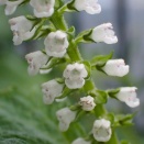 青シソが美しく開花して来ました！「オクラ」パレルモ」の収穫！レタス類植え替え！「お盆きゅうり」２本目を収穫した！