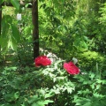 花の寺　長谷寺へ3