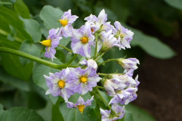 写真俳句ブログ チーさん 初心者 17年05月