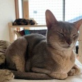 ベネリお兄ちゃんと一緒だと落ち着くジャミちゃん