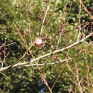 22026年はウメの開花が極めて早い