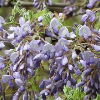 みかん農家のこだわりみかん栽培の日々